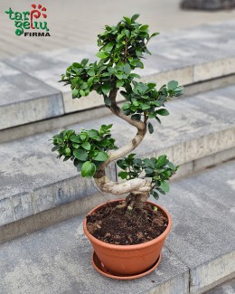 Bonsai "Ficus"  (apie 60 cm)